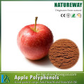 GMP factory apple extract powder